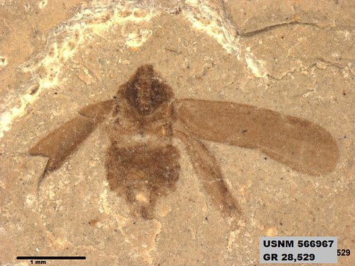 Genus sp