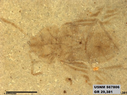 Genus sp