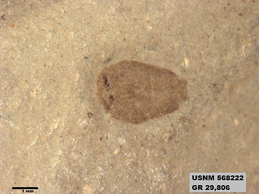 Genus sp