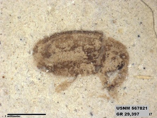 Insecta