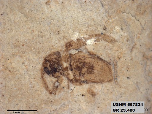 Insecta