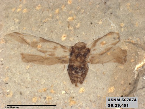 Genus sp
