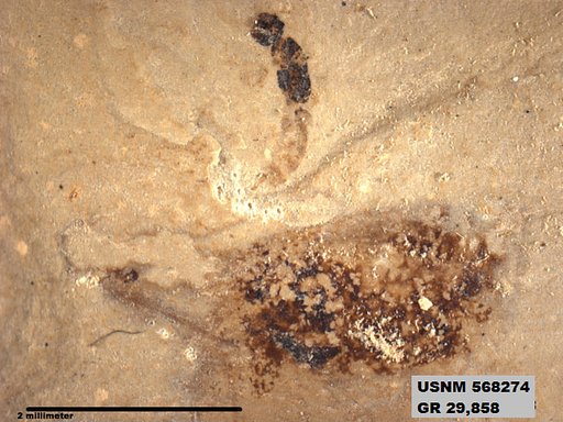 Genus sp