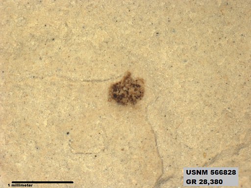 Insecta