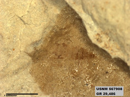 Genus sp