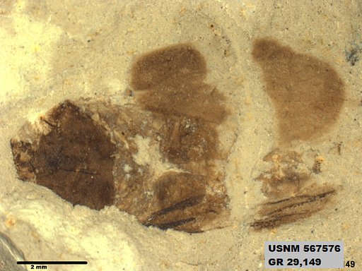 Genus sp
