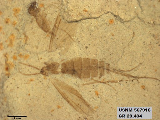 Genus sp