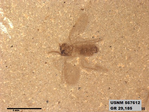Genus sp