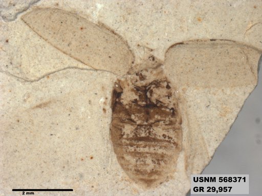 Insecta