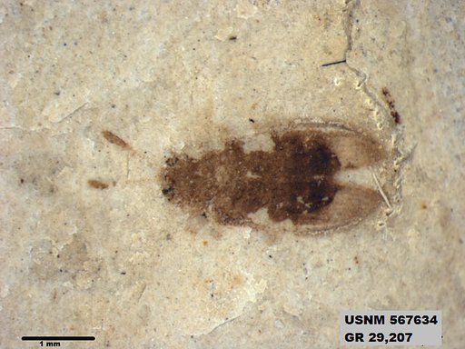 Insecta