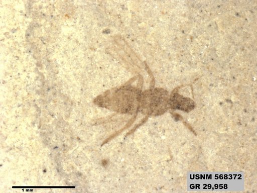 Insecta