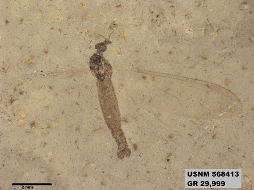 Genus sp