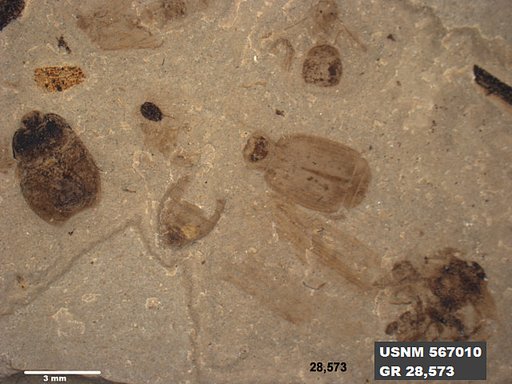 Genus sp