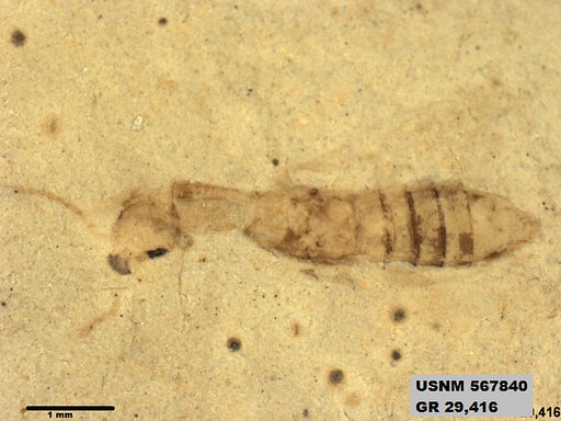 Insecta