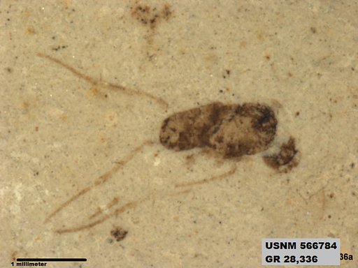 Insecta