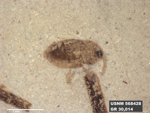 Insecta