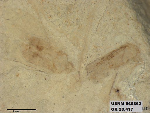 Genus sp