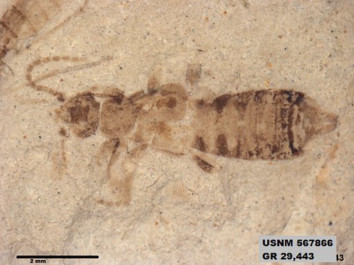 Insecta