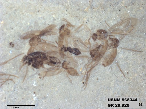 Genus sp