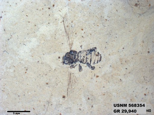 Genus sp