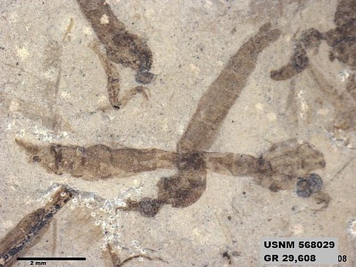 Genus sp