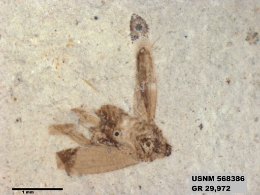 Genus sp