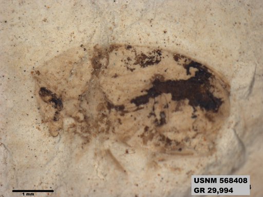 Insecta