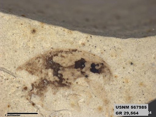 Insecta