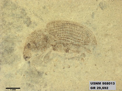 Insecta