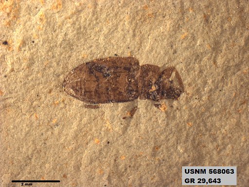 Insecta