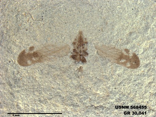 Genus sp
