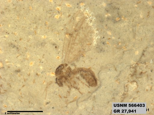 Insecta