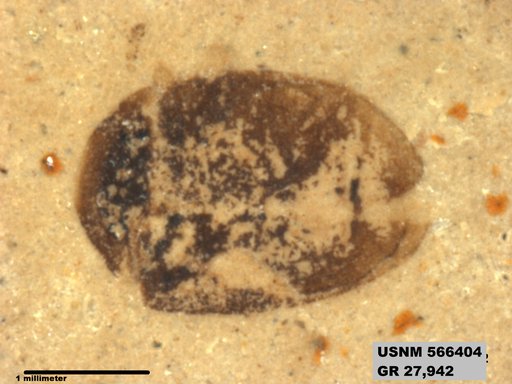 Insecta
