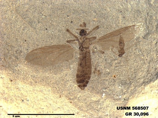Insecta