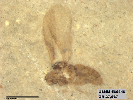 Insecta