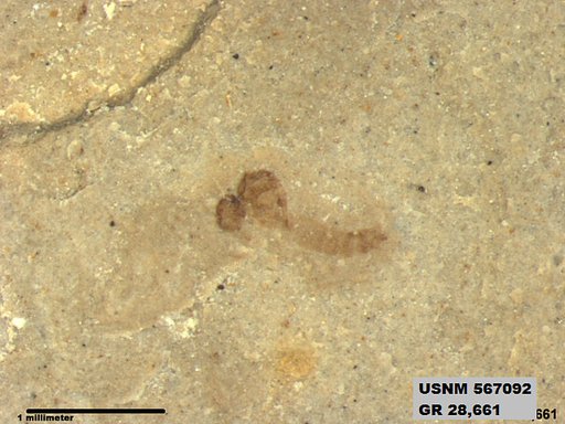 Genus sp