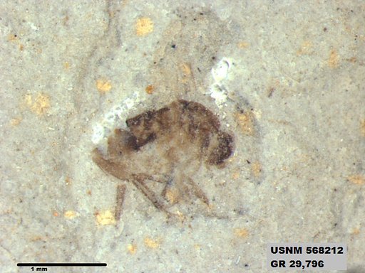 Genus sp