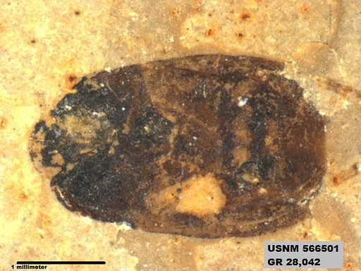 Genus sp