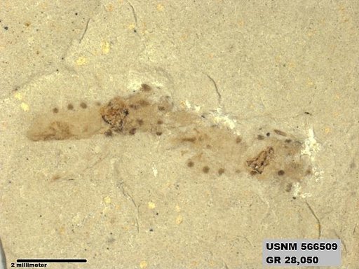 Genus sp