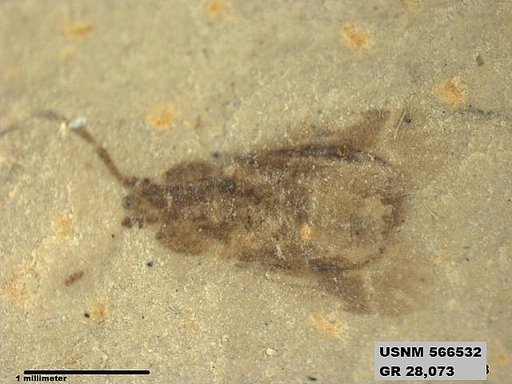 Genus sp