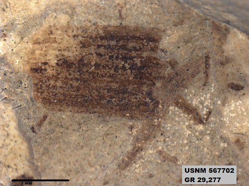 Insecta