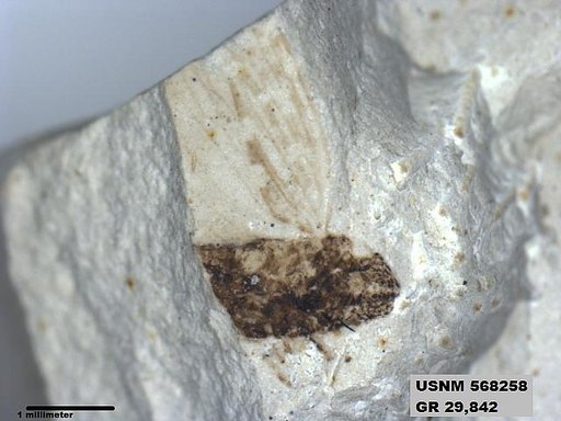 Genus sp