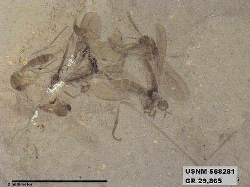 Insecta