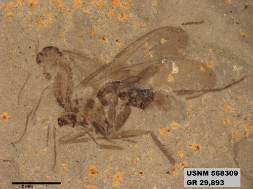 Genus sp