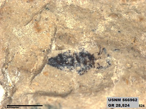 Insecta