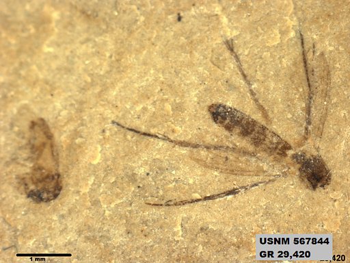 Insecta
