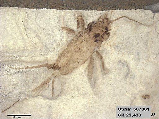 Genus sp