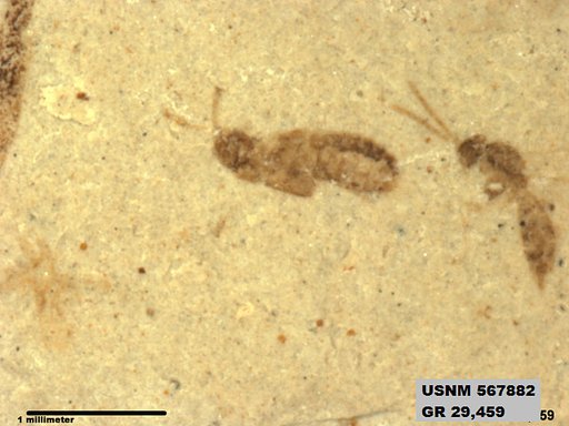 Genus sp