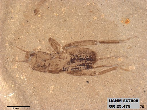 Genus sp