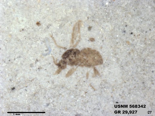 Insecta